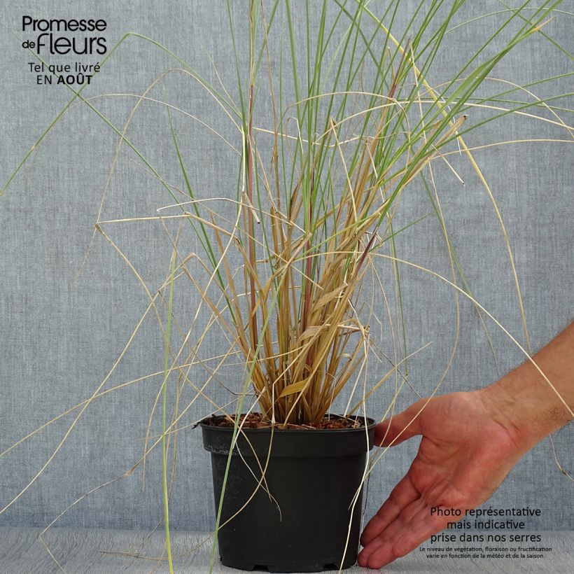 Esemplare di Ammophila arenaria Vaso da 2L/3L consegnato in estate