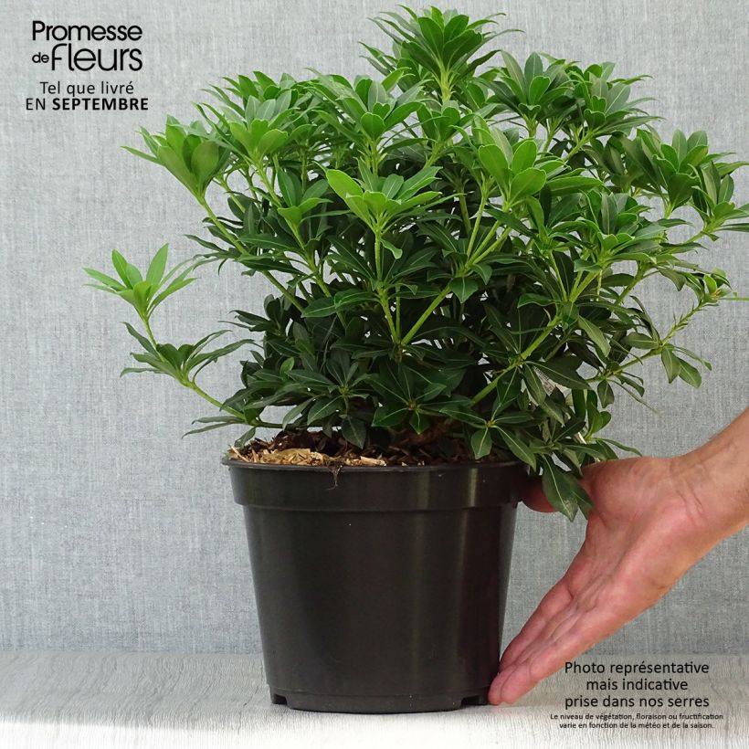 Esemplare di Pieris japonica Sarabande Vaso da 3L/4L come consegnato in autunno