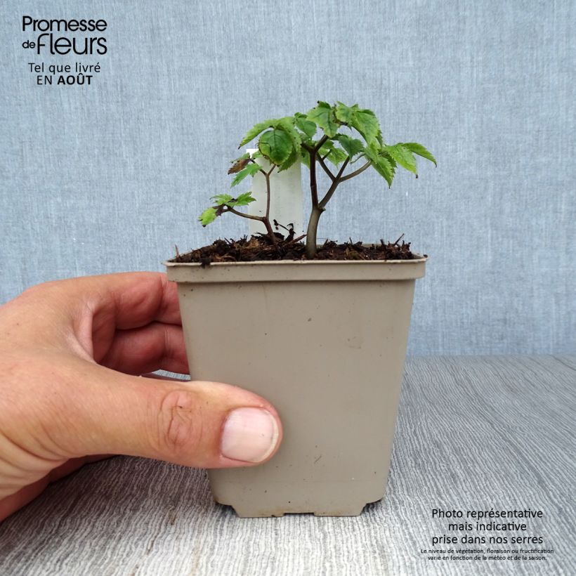Esemplare di Anemonopsis macrophylla Vasetto da 8/9 cm consegnato in estate
