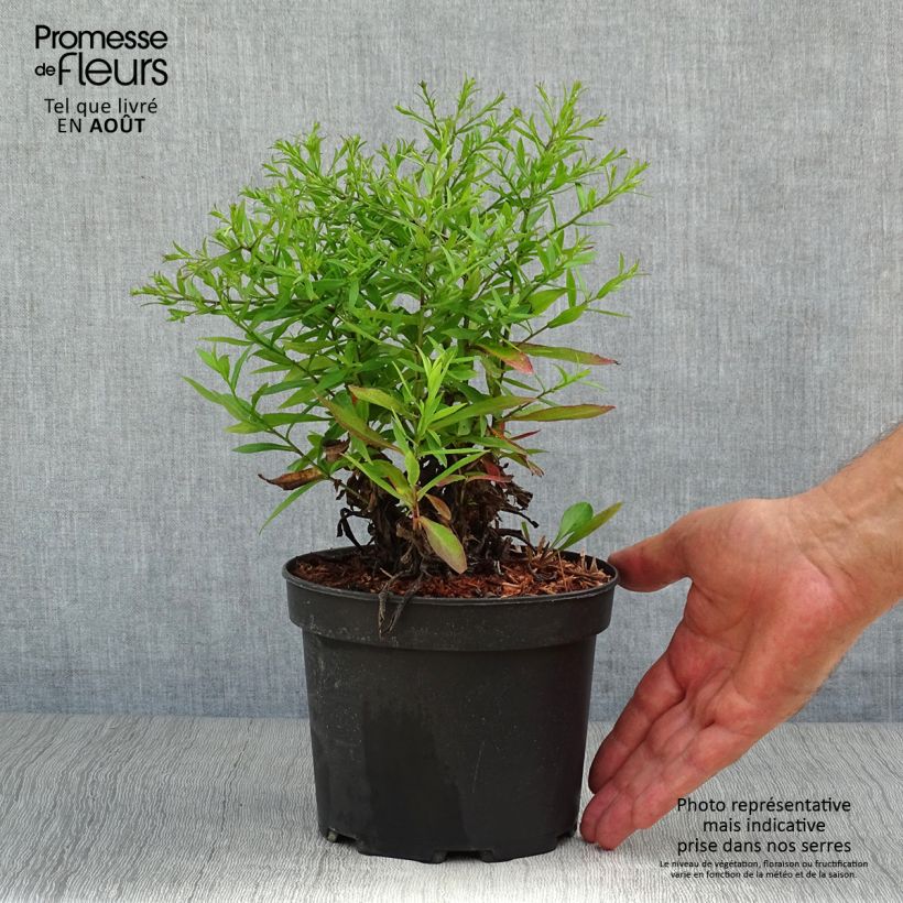 Esemplare di Aster dumosus Anneke Vaso da 1,5L/2L consegnato in estate