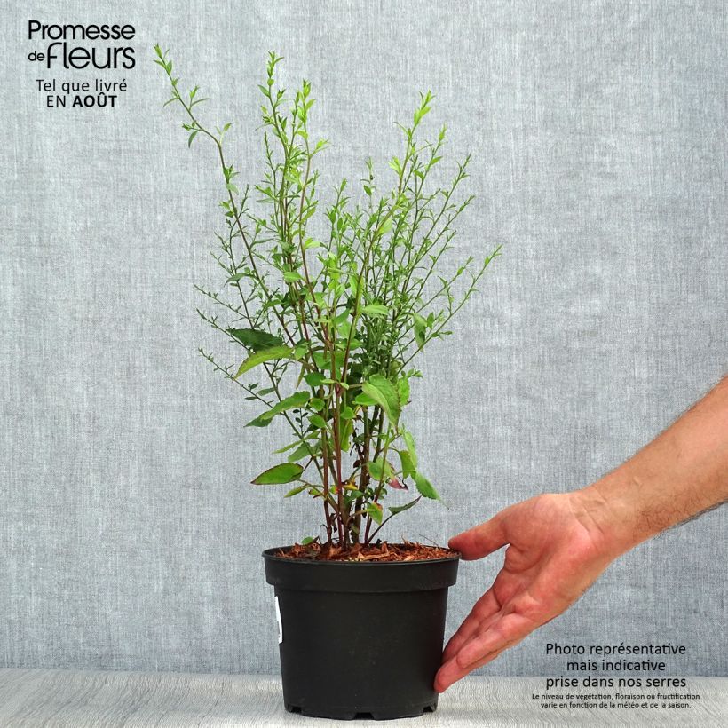 Esemplare di Aster ageratoides Ezo Murasaki Vaso da 2L/3L consegnato in estate