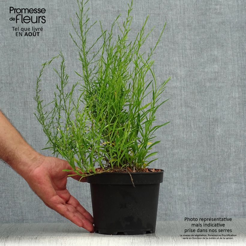 Esemplare di Aster ericoides var. pringlei Monte Cassino Vaso da 2L/3L consegnato in estate