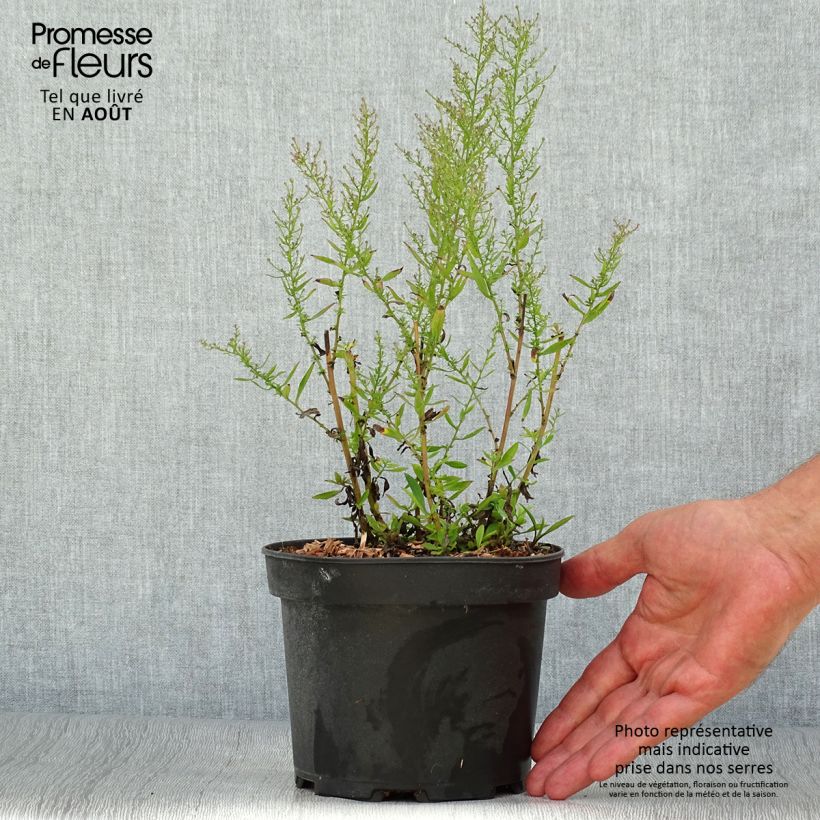 Esemplare di Aster ericoides Pink Cloud Vaso da 2L/3L consegnato in estate