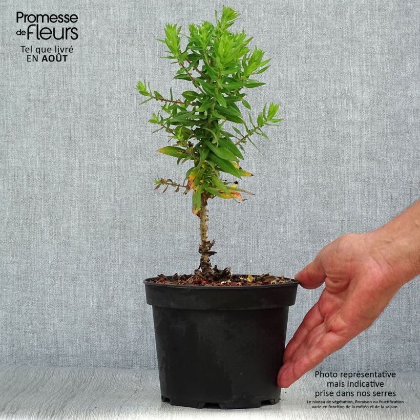 Esemplare di Aster novae-angliae Purple Dome - Astro settembrino Vaso da 2L/3L consegnato in estate