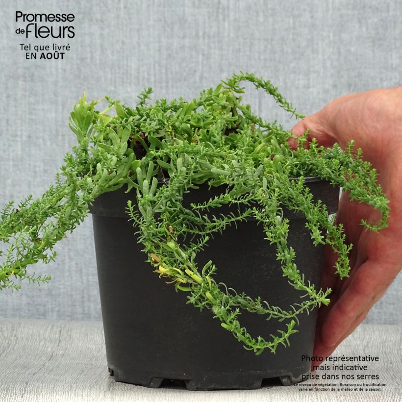 Esemplare di Aster ericoides f. prostratus Snow Flurry Vaso da 2L/3L consegnato in estate