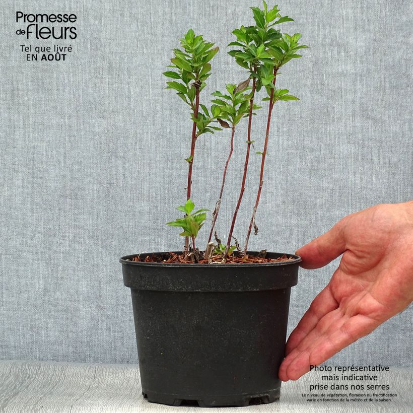Esemplare di Aster ageratoides Stardust Vaso da 2L/3L consegnato in estate
