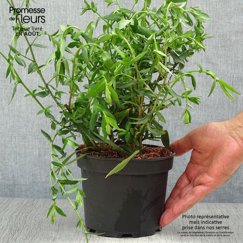 Esemplare di Aster novi-belgii White Lady - Astro settembrino Vaso da 2L/3L consegnato in estate