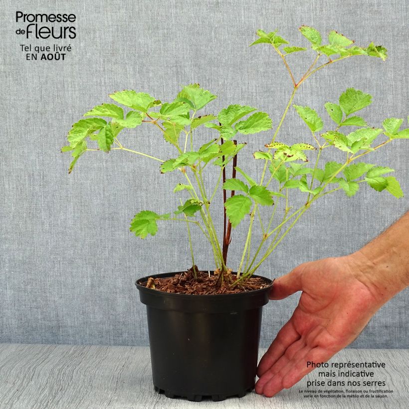Esemplare di Astilbe chinensis Purpurkerze Vaso da 2L/3L consegnato in estate