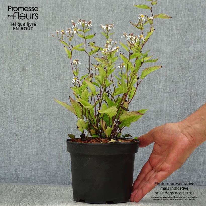 Esemplare di Aster tradescantii Vaso da 2L/3L consegnato in estate