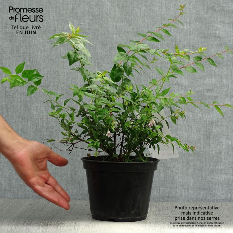 Esemplare di Abelia grandiflora Edward Goucher Vaso da 1L/1,5L consegnato in estate