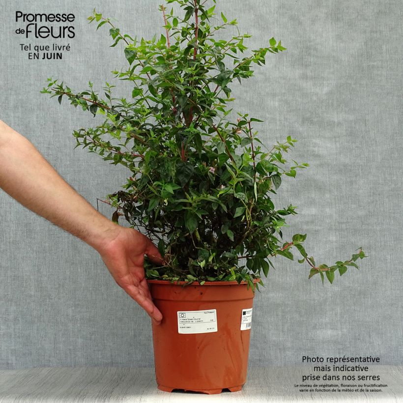 Esemplare di Abelia grandiflora Edward Goucher Vaso da 7,5L/10L consegnato in estate
