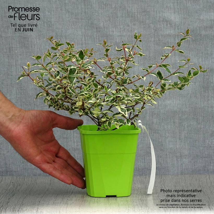 Esemplare di Abelia grandiflora Magic Daydream Vasetto da 8/9 cm consegnato in estate