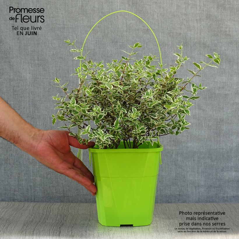 Esemplare di Abelia grandiflora Magic Daydream Vaso da 3L/4L consegnato in estate
