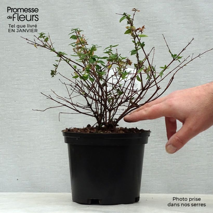 Abelia grandiflora Petite Garden Minedward Vaso da 2L/3LAltezza consegnata circa 20/30cm esemplare consegnato in inverno