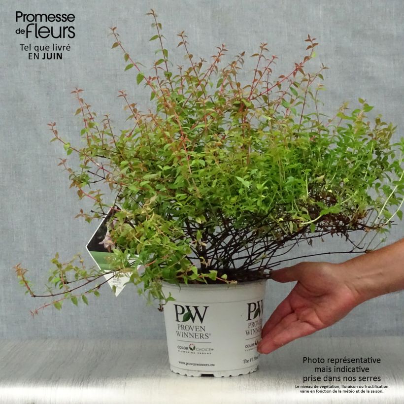 Esemplare di Abelia grandiflora Pinky Bells Vaso da 2L/3L consegnato in estate