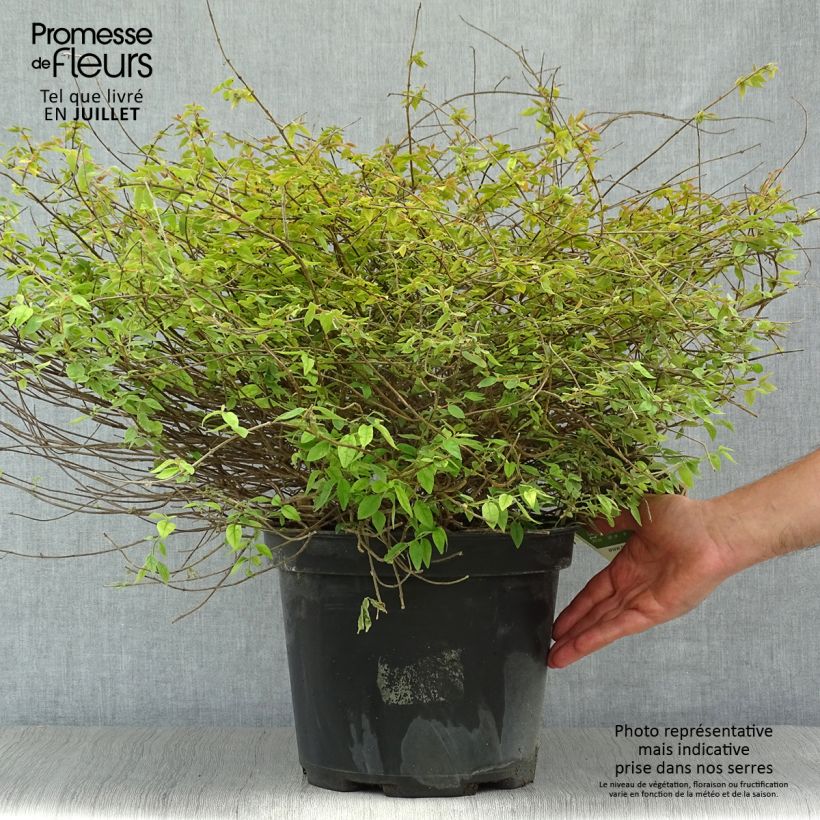 Esemplare di Abelia grandiflora Pinky Bells Vaso da 7,5L/10L consegnato in estate