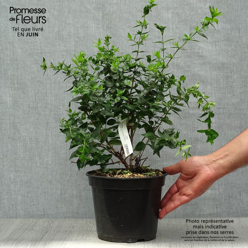 Esemplare di Abelia Raspberry Profusion Vaso da 3L/4L consegnato in estate