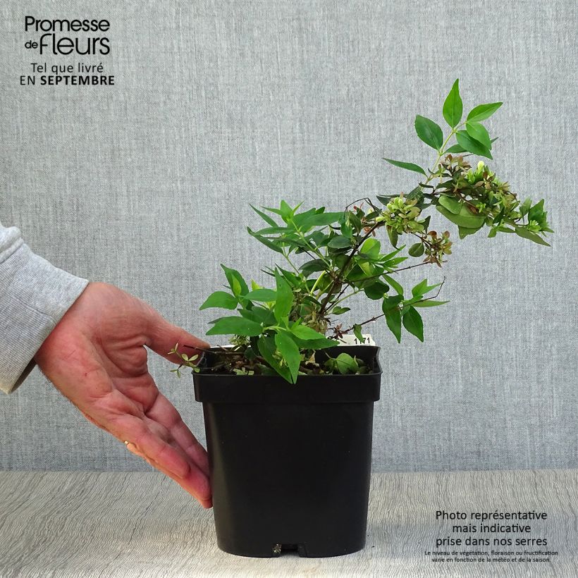 Esemplare di Abelia grandiflora Semperflorens Vaso da 2L/3L come consegnato in autunno