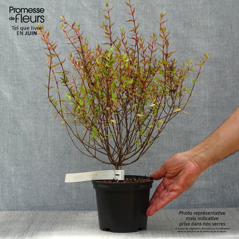 Esemplare di Abelia grandiflora Sherwood Vaso da 2L/3L consegnato in estate