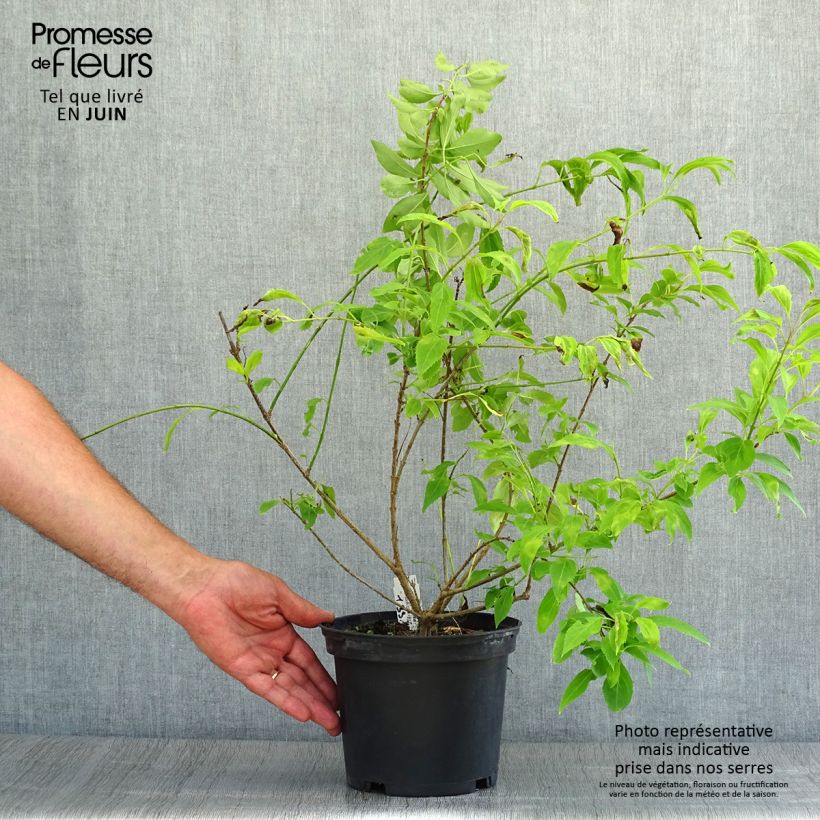 Esemplare di Abelia chinensis Vaso da 2L/3L consegnato in estate