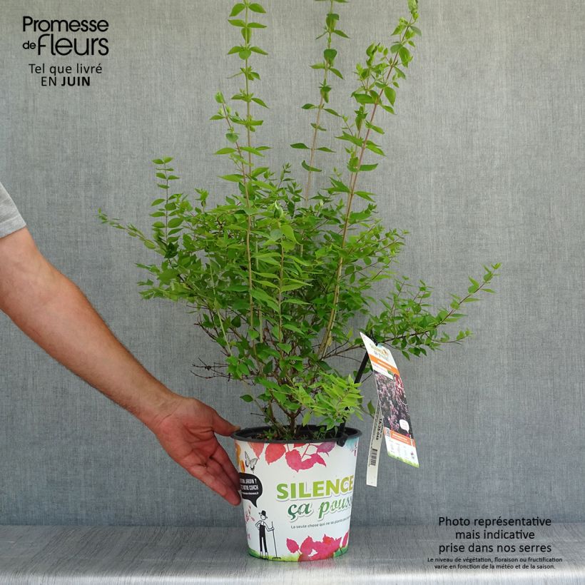 Esemplare di Abelia chinensis Autumn Festival Vaso da 4L/5L consegnato in estate