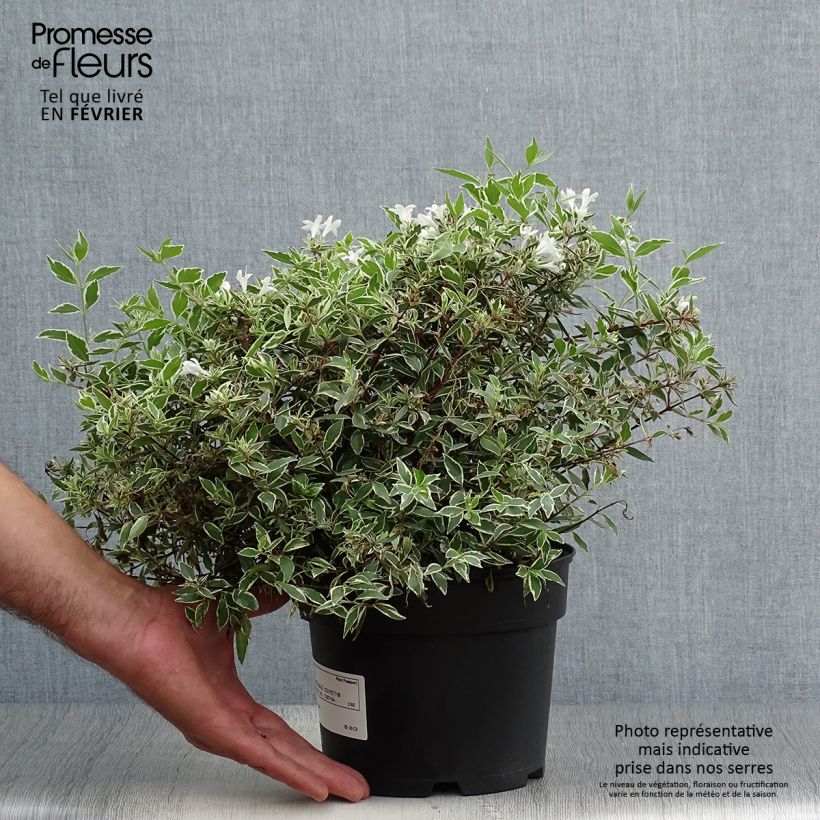 Esemplare di Abelia grandiflora Confetti Vaso da 1,5L/2L come consegnato in autunno