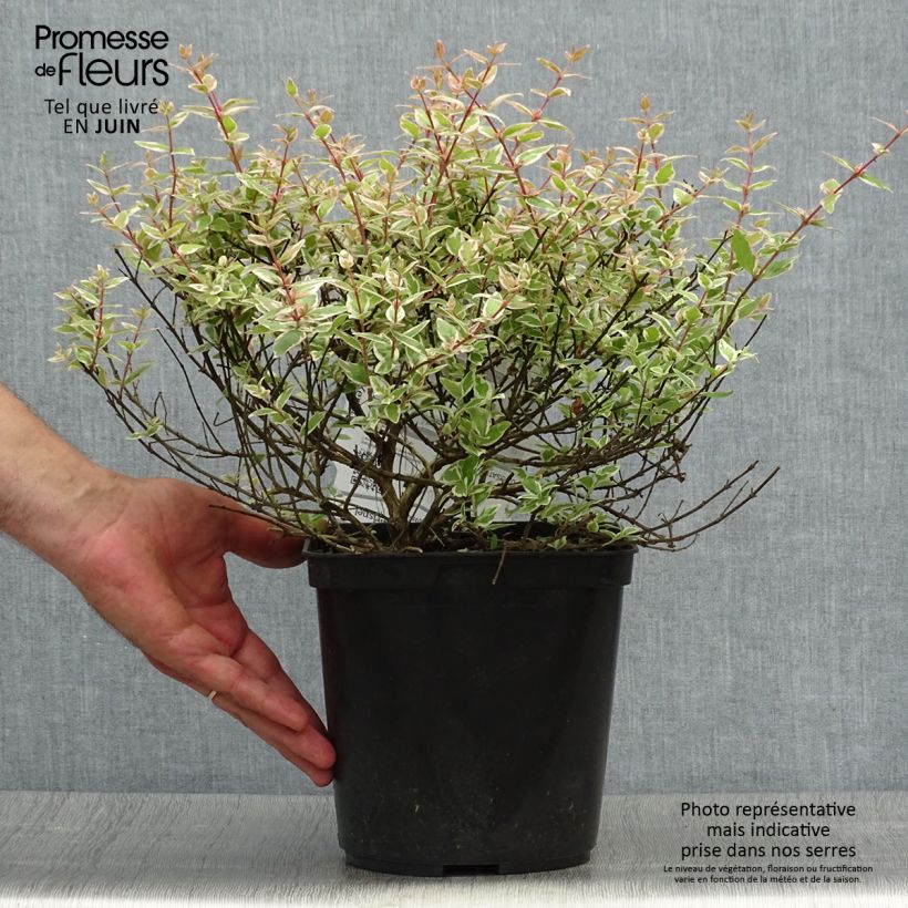 Esemplare di Abelia grandiflora Confetti Vaso da 3L/4L consegnato in estate