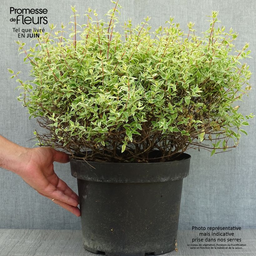 Esemplare di Abelia grandiflora Confetti Vaso da 7,5L/10L consegnato in estate