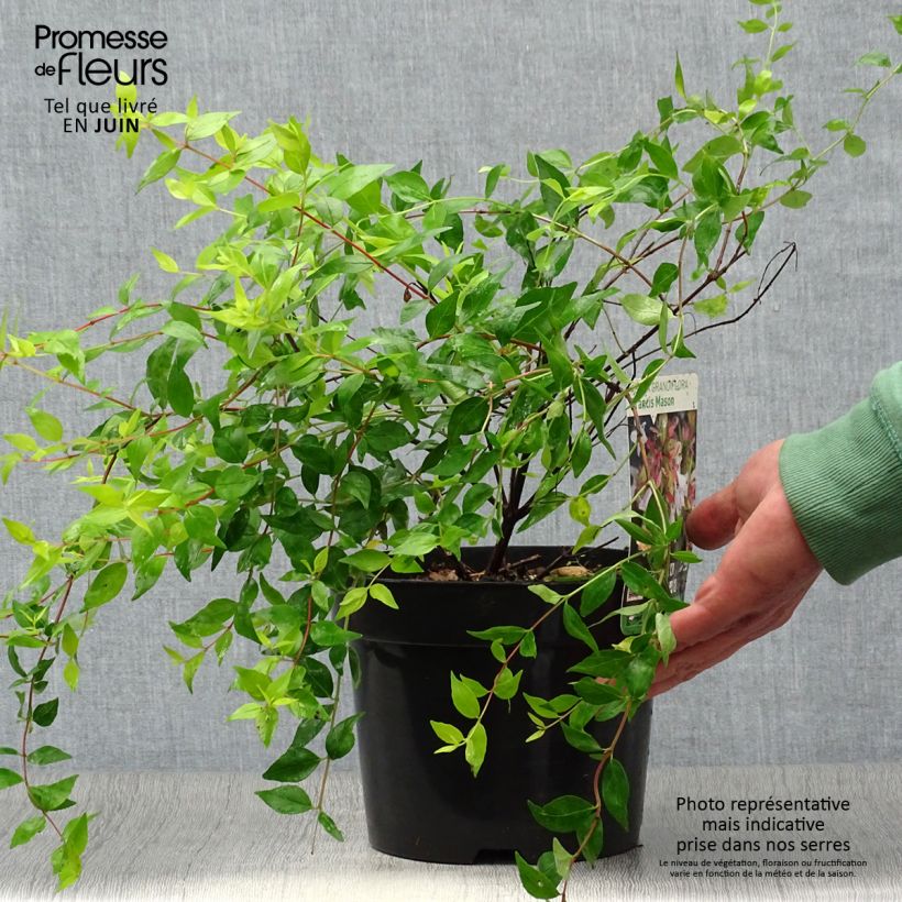 Esemplare di Abelia grandiflora Francis Mason Vaso da 3L/4L consegnato in estate