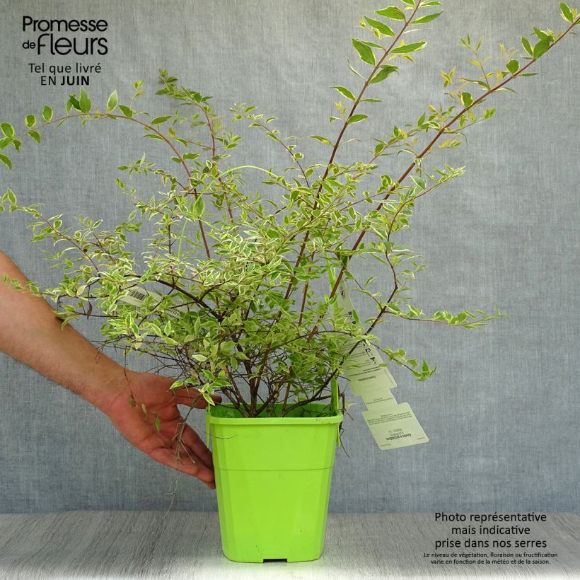Esemplare di Abelia grandiflora Hopleys Vaso da 2L/3L consegnato in estate