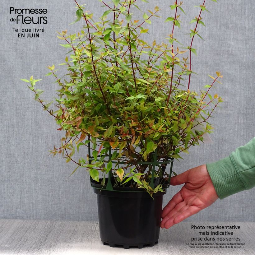 Esemplare di Abelia grandiflora Kaleidoscope Vaso da 2L/3L consegnato in estate