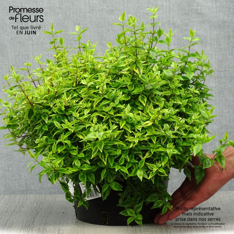 Esemplare di Abelia grandiflora Kaleidoscope Vaso da 4L/5L consegnato in estate