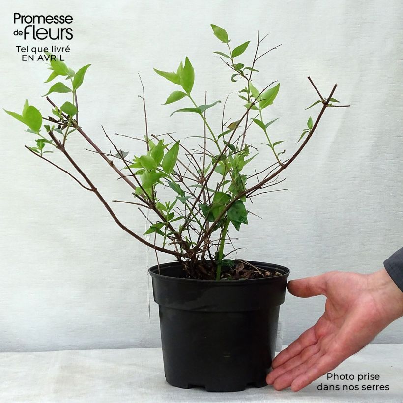 Abelia grandiflora - Abélia à grandes fleurs Pot de 2L/3LHauteur livrée env. 15/20cm esemplare consegnato in primavera