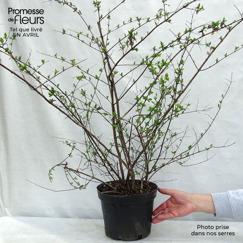 Abelia grandiflora - Abélia à grandes fleurs Pot de 7,5L/10LHauteur livrée env. 30/40cm esemplare consegnato in primavera