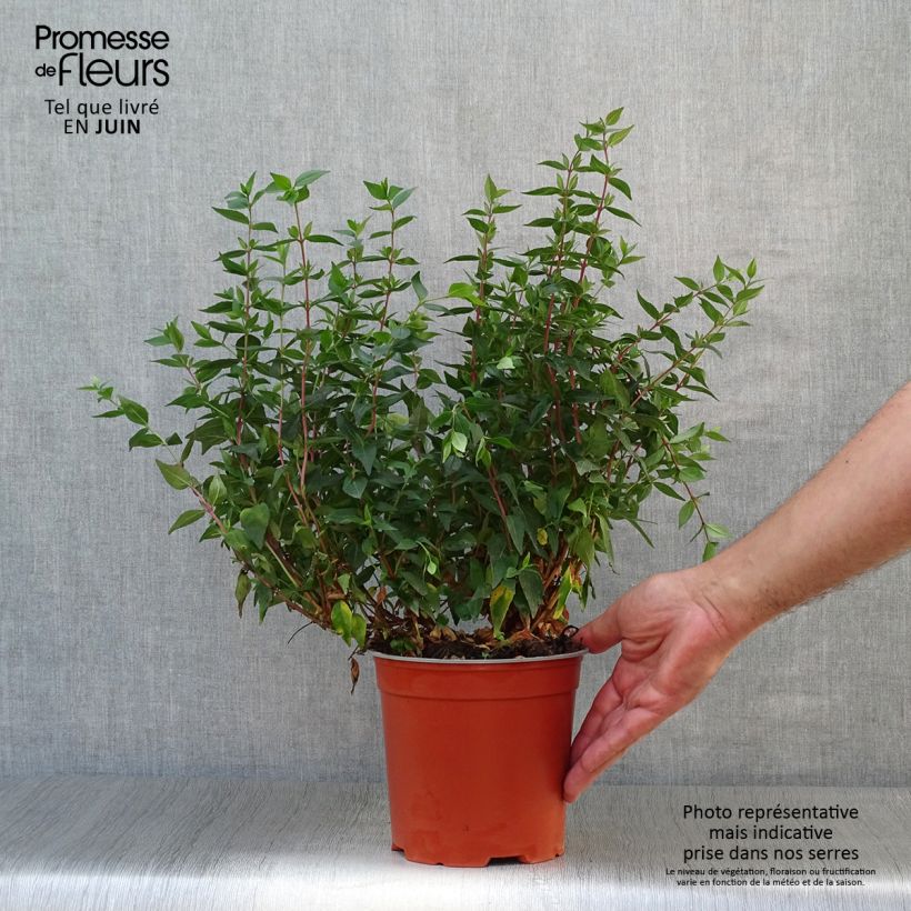 Esemplare di Abelia grandiflora Prostrata Vaso da 2L/3L consegnato in estate