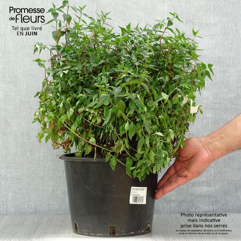 Esemplare di Abelia grandiflora Prostrata Vaso da 7,5L/10L consegnato in estate