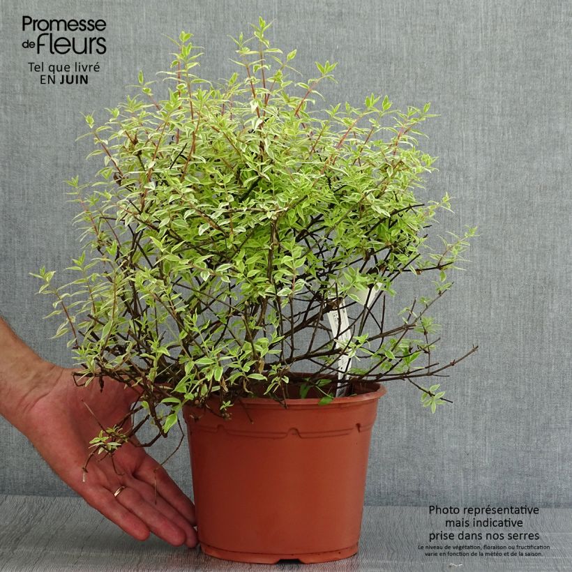 Esemplare di Abelia grandiflora Radiance Vaso da 4L/5L consegnato in estate