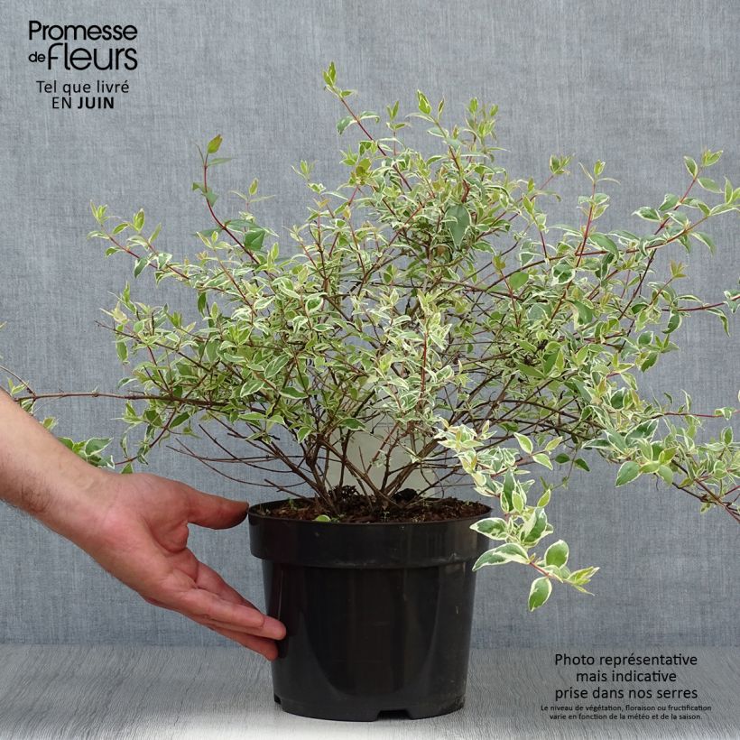 Esemplare di Abelia grandiflora Sparkling Silver Vaso da 2L/3L consegnato in estate