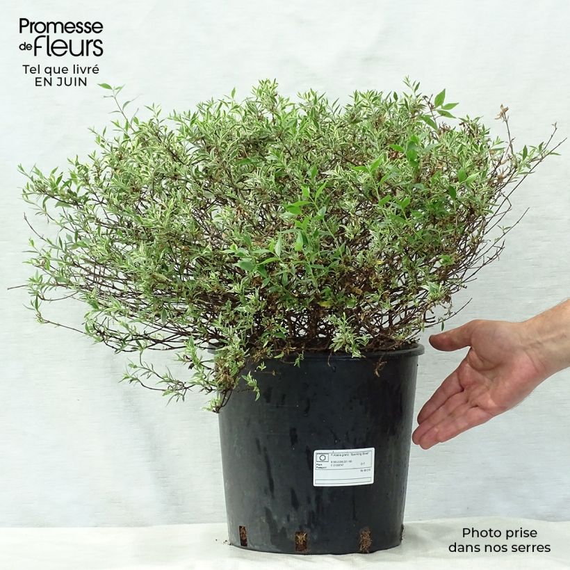 Esemplare di Abelia grandiflora Sparkling Silver Vaso da 7,5L/10L consegnato in estate