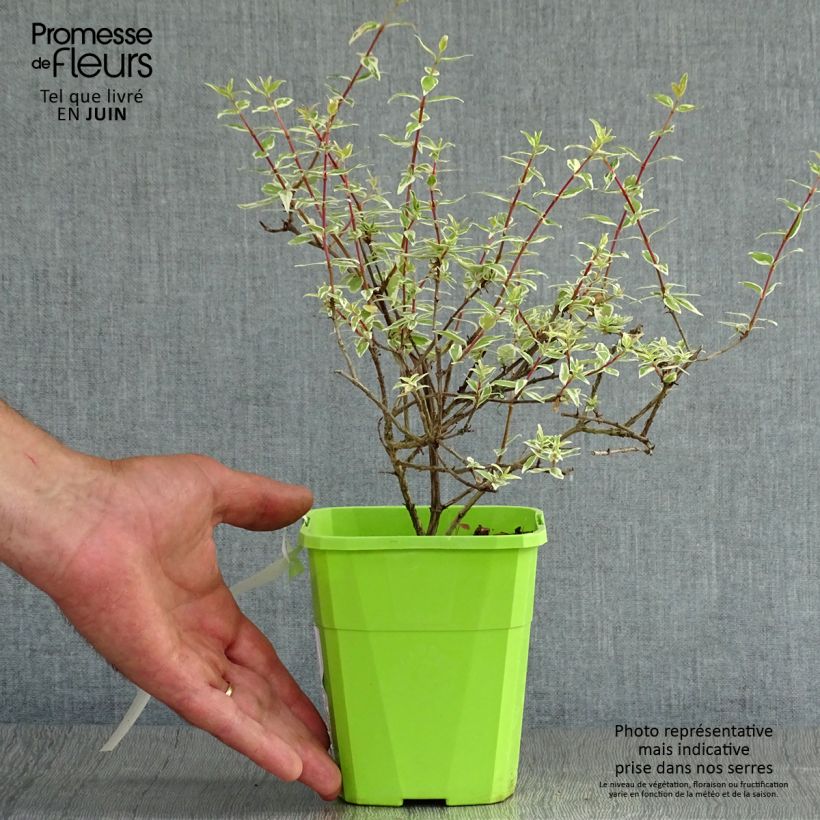 Esemplare di Abelia grandiflora Steredenn Vaso da 1L/1,5L consegnato in estate