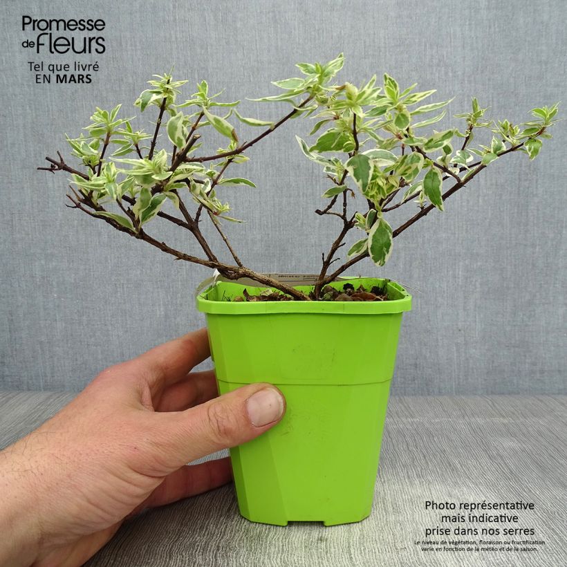 Abelia grandiflora Steredenn Levabes - Abélie panachée Pot de 1L/1,5L esemplare consegnato in primavera