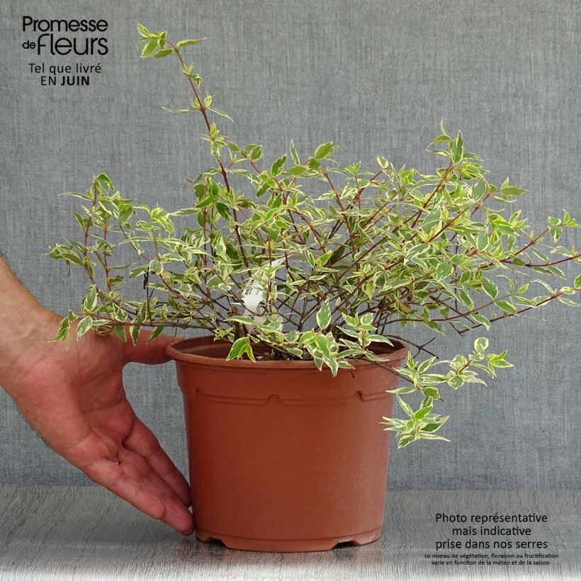 Esemplare di Abelia grandiflora Tricolor Charm Vaso da 3L/4L consegnato in estate