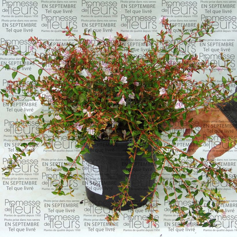 Esempio di esemplare Abelia grandiflora Pastel Charm Vaso da 4L/5LAltezza consegnata circa 20/30cm come consegnato
