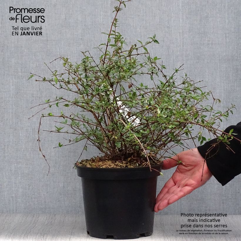 Abelia parviflora Bumble Bee Vaso da 4L/5L esemplare consegnato in inverno