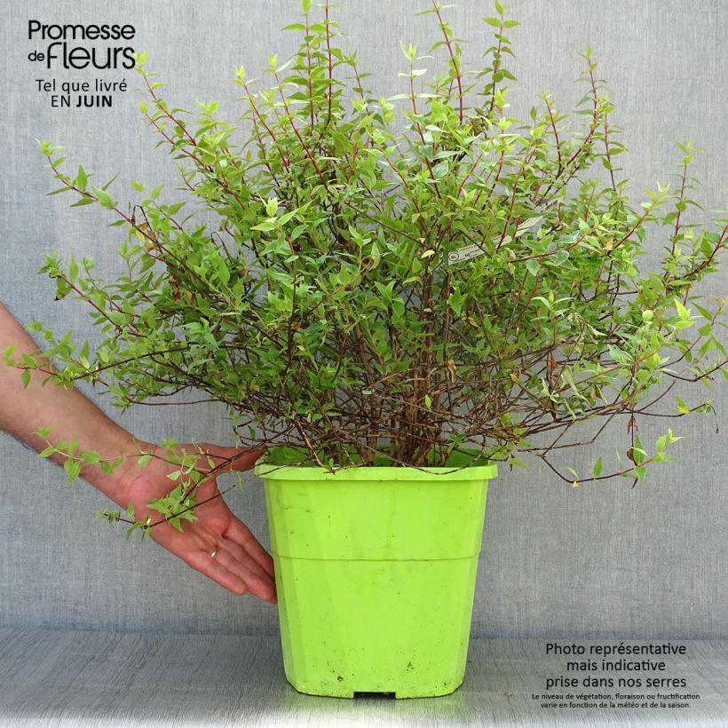 Esemplare di Abelia grandiflora Happy Daydream Vaso da 7,5L/10L consegnato in estate