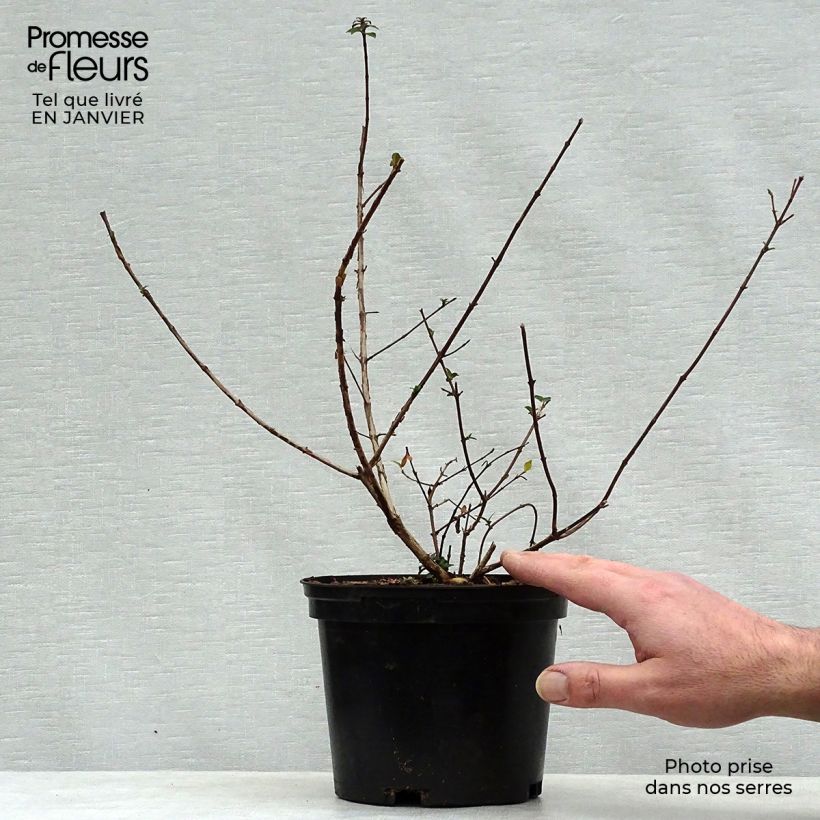 Abelia grandiflora Sunny Charm Vaso da 2L/3L esemplare consegnato in inverno