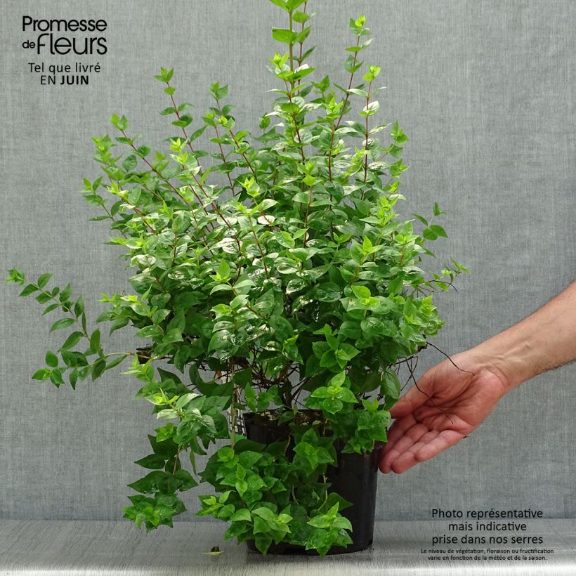 Esemplare di Abelia zanderi Little Richard Vaso da 2L/3L consegnato in estate