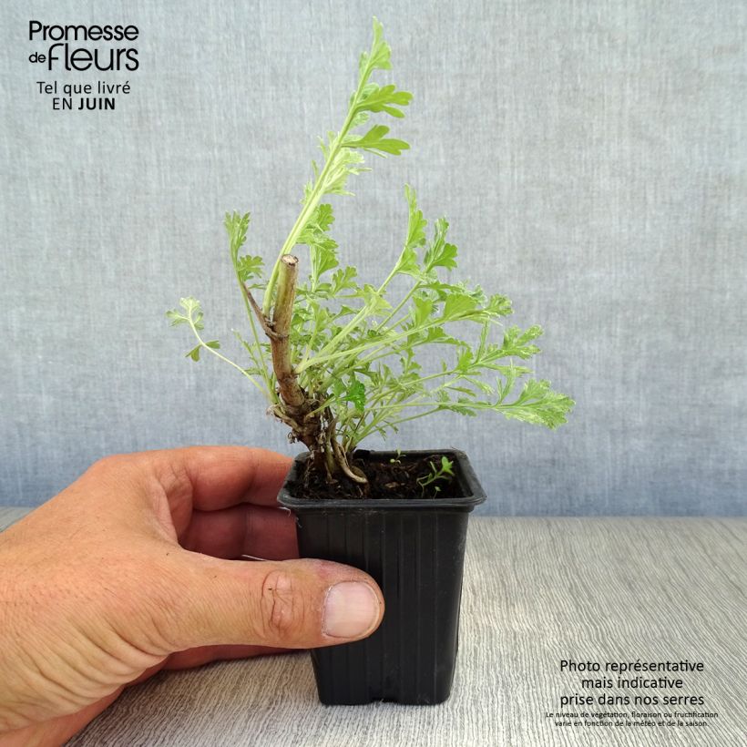 Esemplare di Artemisia absinthium - Assenzio maggiore Vasetto da 8/9 cm consegnato in estate