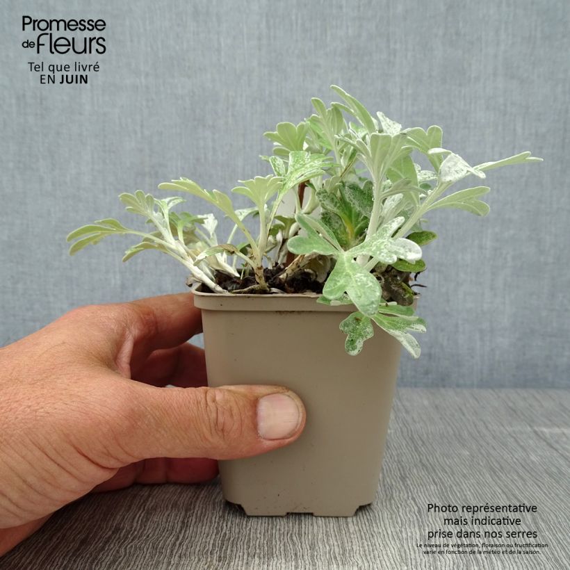 Esemplare di Artemisia stelleriana Boughton Silver Vasetto da 8/9 cm consegnato in estate