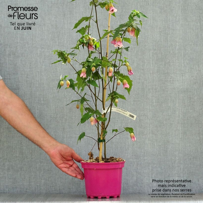 Esemplare di Abutilon Pink Charm Vaso da 3L/4L consegnato in estate